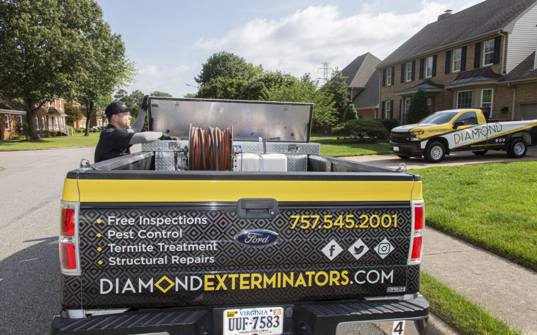 SEO Case Study: Diamond Exterminators in Chesapeake, Virginia